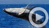 Planet 100: Sunburned Whales