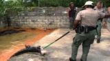 Operation Wild: Gator Training