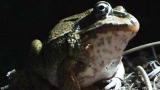 Nature Inc. Shorts: Terrorizing Toxic Toads