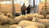 TreeHugger TV: Stone Barns Center Part 2
