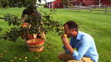 The Fabulous Beekman Boys: Pear Picking Rebellion