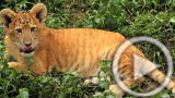 Planet 100: Top 5 Freaky Hybrid Animals
