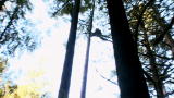 Heli-Loggers: Up To Snuff