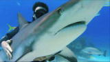 Reel Impact: Sharkwater