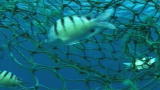 Blue August: Plastic is Forever