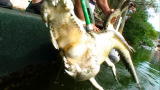 Operation Wild: FWC Animal Handling