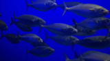 Emeril Green 2: Making Wise Seafood Choices