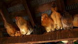 The Fabulous Beekman Boys: Warming Up The Coop