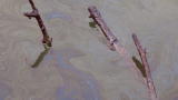 Stories from the Gulf: Backyard Used to Be Water