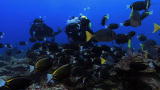 Blue August: Cracking The Ocean Code: Phytoplankton