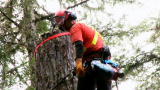 Heli-Loggers: A Little Off The Top