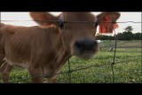 Focus Earth: The Food Industry