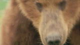 Reel Impact: Grizzly Man
