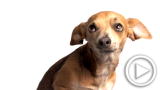Planet 100: Pet Eating Ban (1/28)