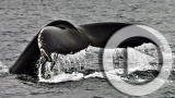 Planet 100: A Record Breaking Whale