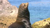 Oceans Blue: California Sea Lions