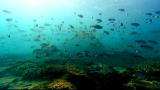 Blue August: Coral Heaven