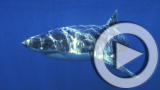 Planet 100: Top 5 Endangered Sharks