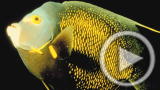Planet 100: Ocean Acidification Explained