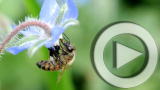 Planet 100: Bees Best Computers in a Math Showdown