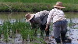 Blood, Sweat and Takeaways: Rice Farming