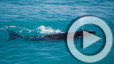 Planet 100: Top 5 Human Ailments that Animals Suffer too