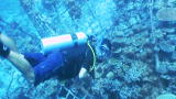 Nature Inc. Shorts: Coral Cashpoint