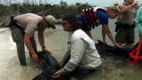 Operation Wild: Whale Rescue