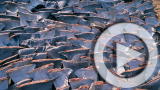 Planet 100: Shark Finning Explained