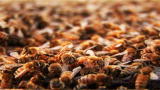 Nature Inc. Shorts: We Needs The Bees