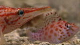 Blue August :Cracking The Ocean Code: Fish Color