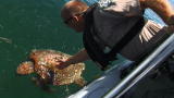 Operation Wild: Sick Turtle