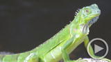 Planet 100: It's Raining Iguanas (2/8)
