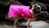 Treehugger Holiday Gift Guide 2010: The Animal Lover and The Kids