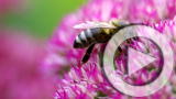 Planet 100: Honeybee Collapse (8/19)
