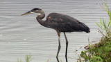 Focus Earth 2: Everglades Species Fading Away