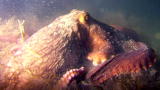 Oceans Blue: Maori Octopus
