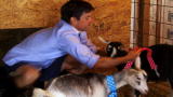 The Fabulous Beekman Boys: Goat Dress Up