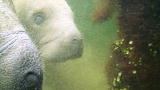 Operation Wild: Protecting Manatees