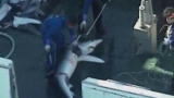 Blue August: The Future of Sharks In Our Oceans