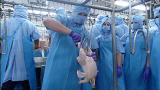 Blood, Sweat and Takeaways: Chicken Processing