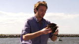 Blue August: Philippe To The Crab Rescue