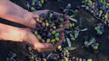 Emeril Green: Growing Organic Olives