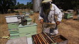 Emeril Green: Honey Farmers