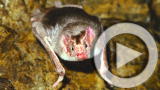 Planet 100: Vampire Bat Killing Spree (8/20)