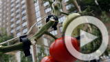 Planet 100: Urban Farming Uncovered