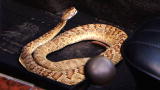 Desert Car Kings: Snake on a Seat