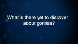 Curiosity: What is there yet to discover about gorillas?