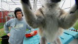 Dirty Jobs: Attack of the Lemur