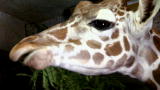 Swamp Brothers :Deadly Giraffe